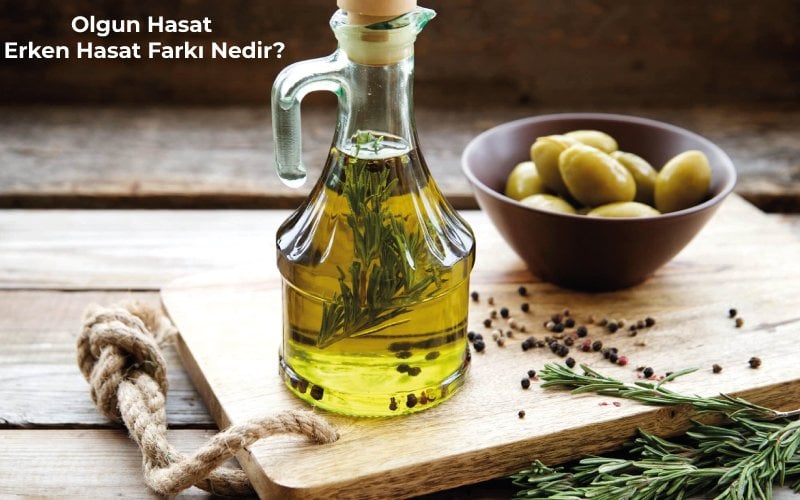 Olgun Hasat Erken Hasat Farkı